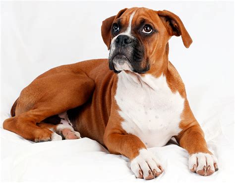 busco boxer gratis|perro de raza boxer.